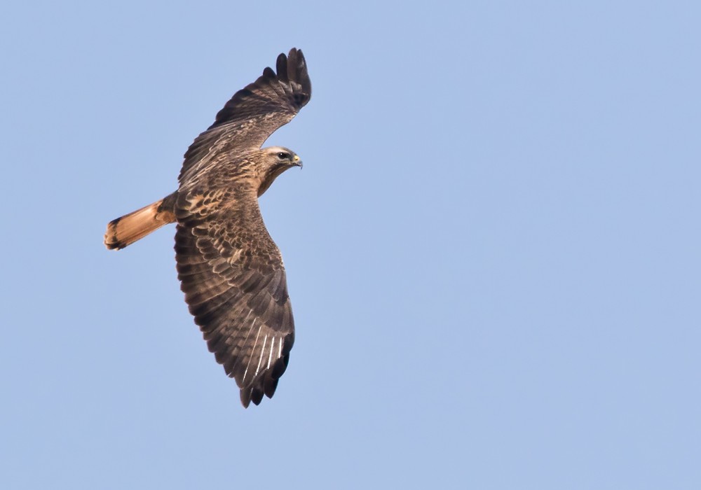 Common Buzzard (Steppe) - Lars Petersson | My World of Bird Photography