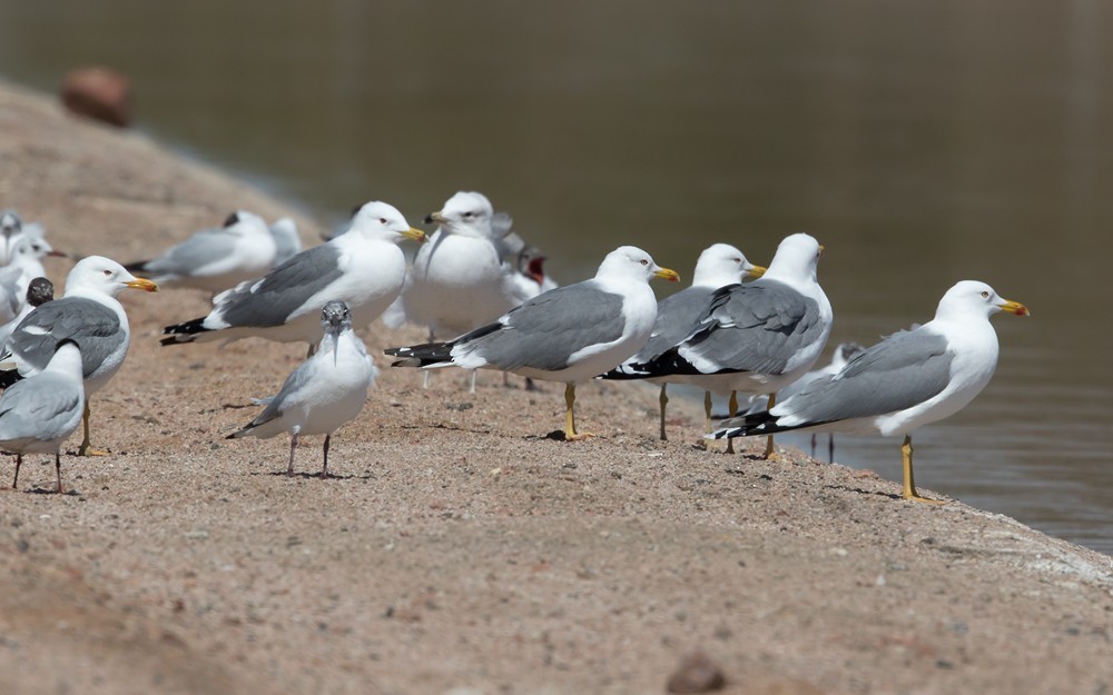 Lesser Black-backed Gull (Steppe) - Lars Petersson | My World of Bird Photography