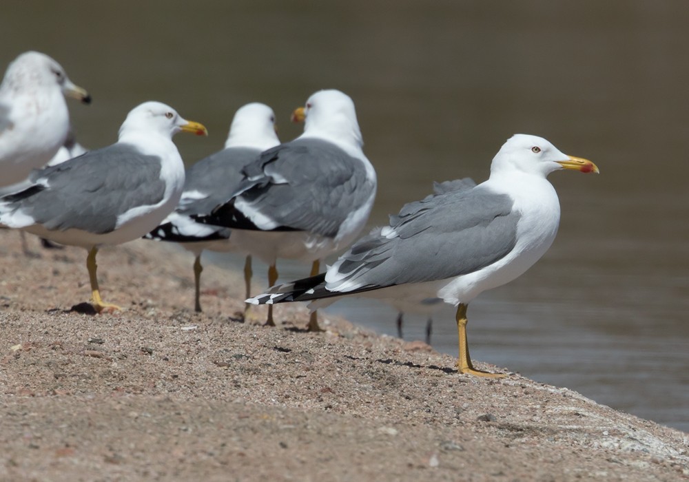 Lesser Black-backed Gull (Steppe) - Lars Petersson | My World of Bird Photography