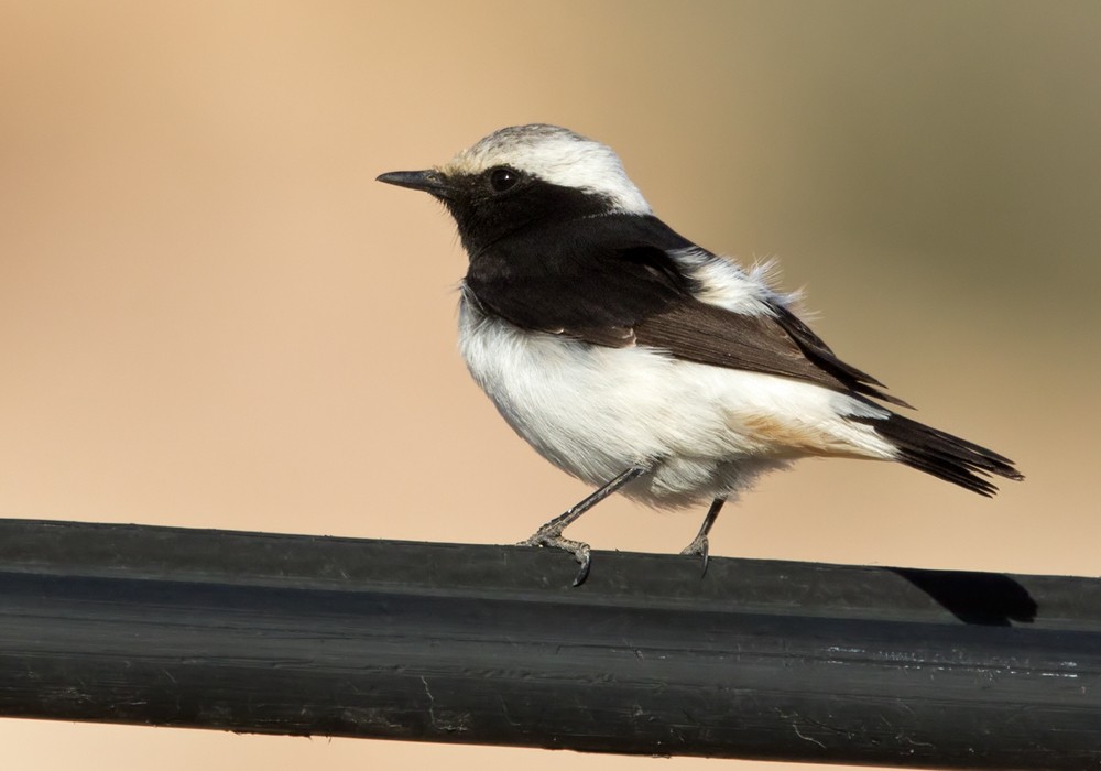 Mourning Wheatear (Mourning) - Lars Petersson | My World of Bird Photography