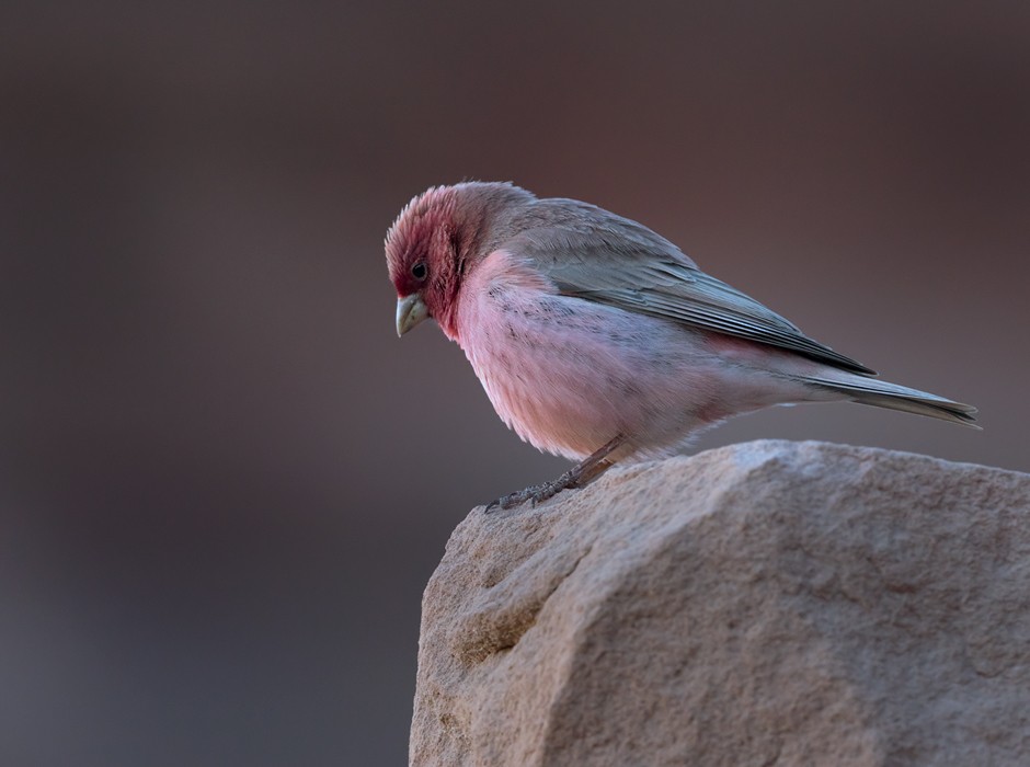 Sinai Rosefinch - Lars Petersson | My World of Bird Photography