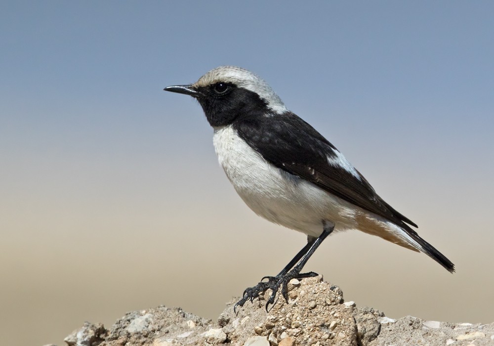 Mourning Wheatear (Mourning) - Lars Petersson | My World of Bird Photography