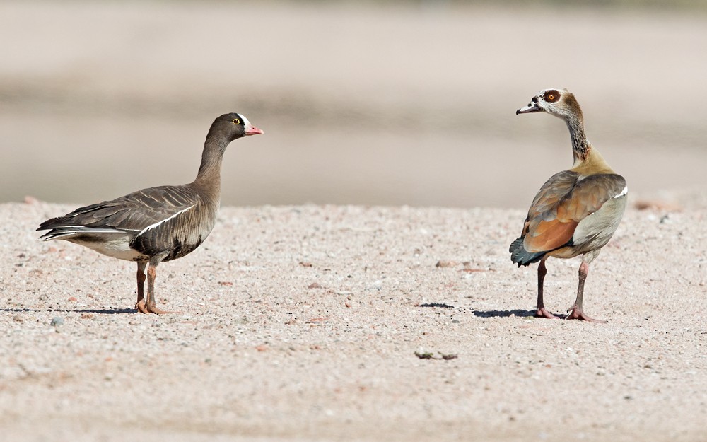 Lesser White-fronted Goose - Lars Petersson