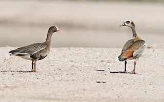 Lesser White-fronted Goose, ML206126331