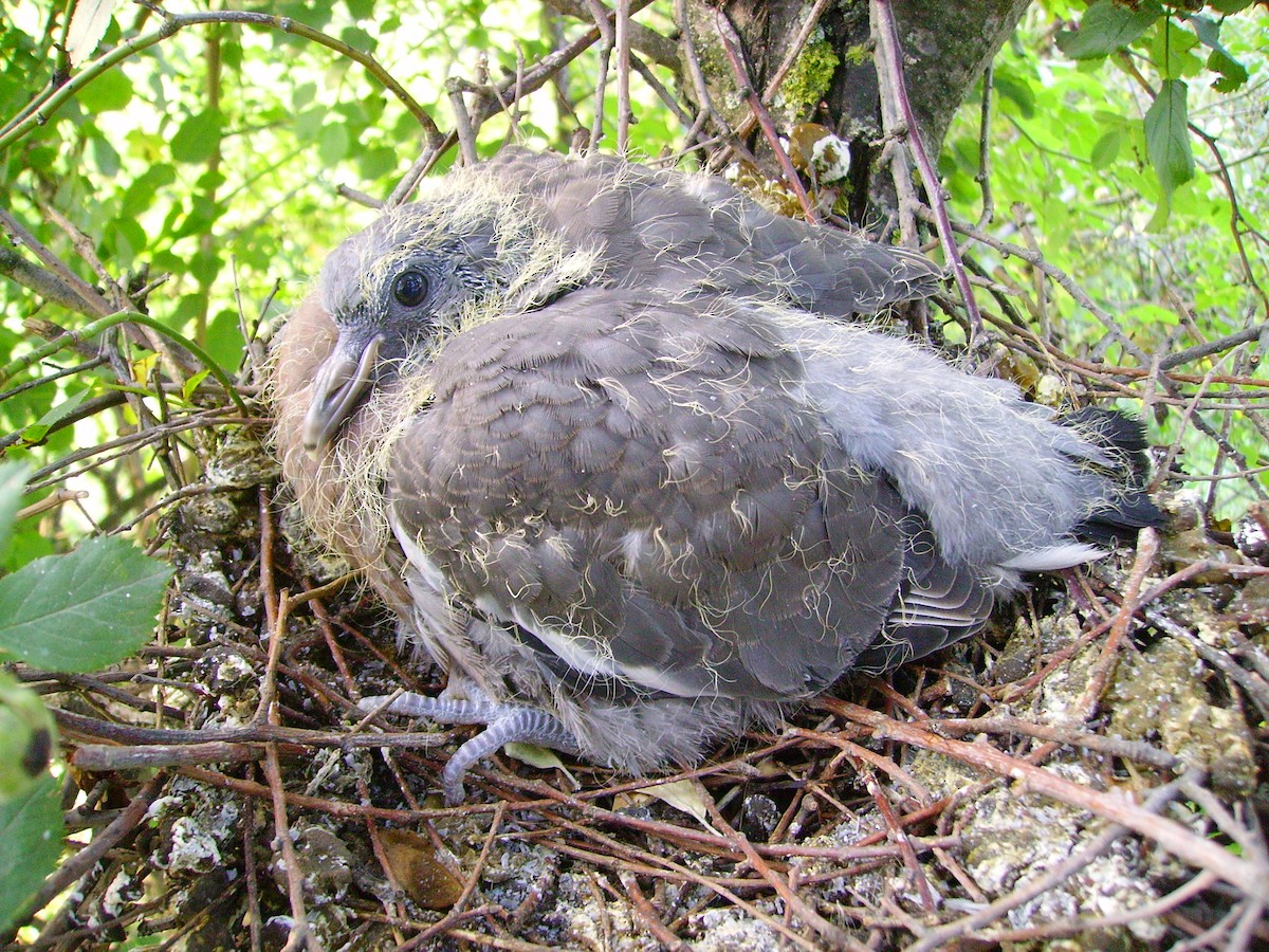 Common Wood-Pigeon - Tamas Zeke