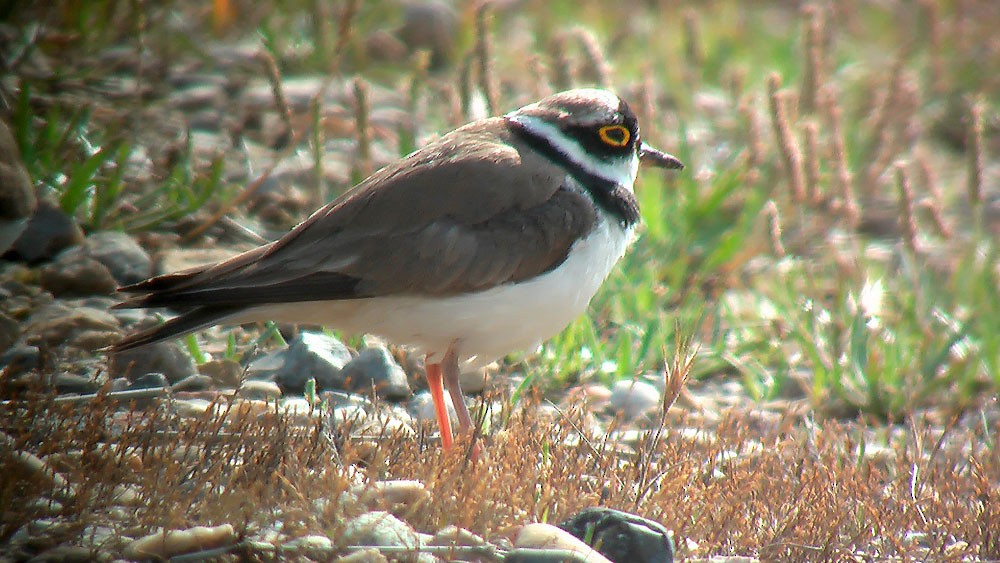 Little Ringed Plover (curonicus) - ML206127351
