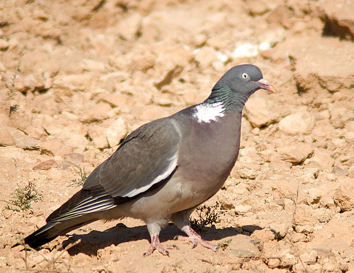 Common Wood-Pigeon (White-necked) - ML206127771