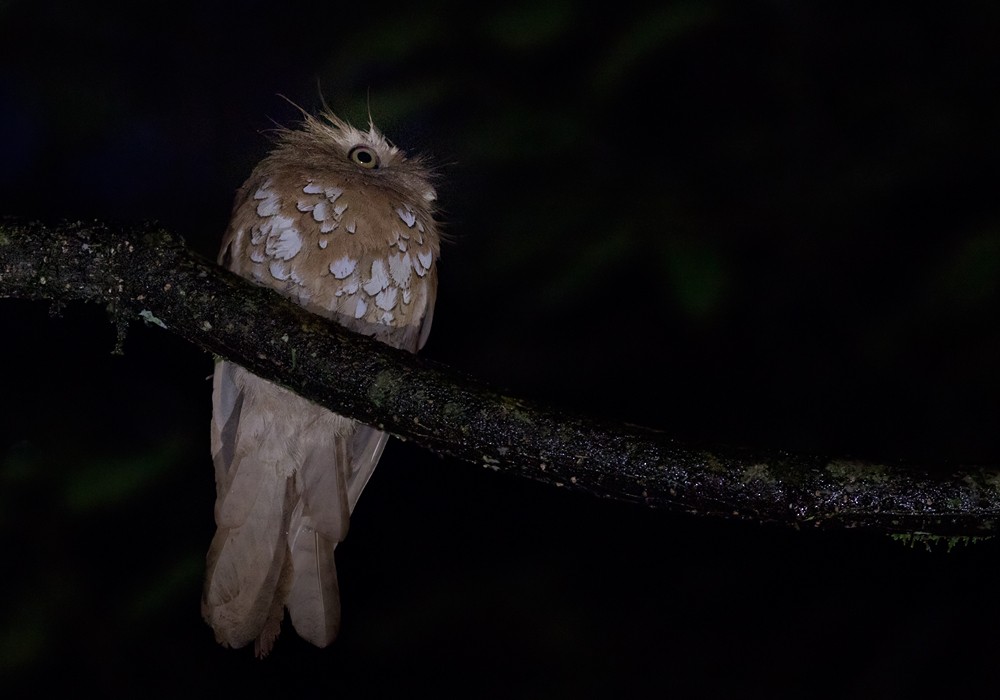 Javan Frogmouth - Lars Petersson | My World of Bird Photography