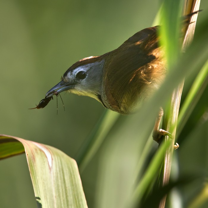 Crescent-chested Babbler - Lars Petersson | My World of Bird Photography