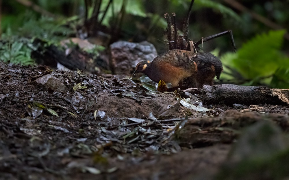 Chestnut-bellied Partridge - Lars Petersson | My World of Bird Photography