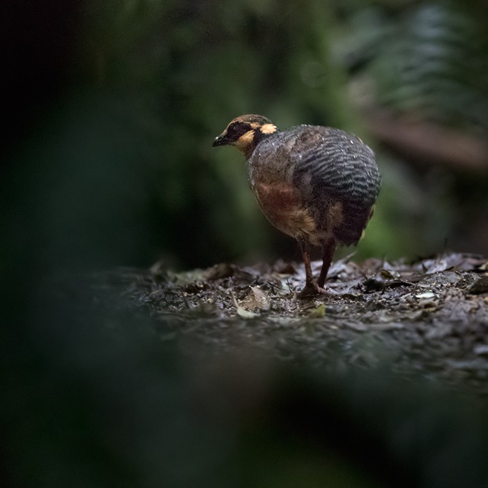 Chestnut-bellied Partridge - Lars Petersson | My World of Bird Photography