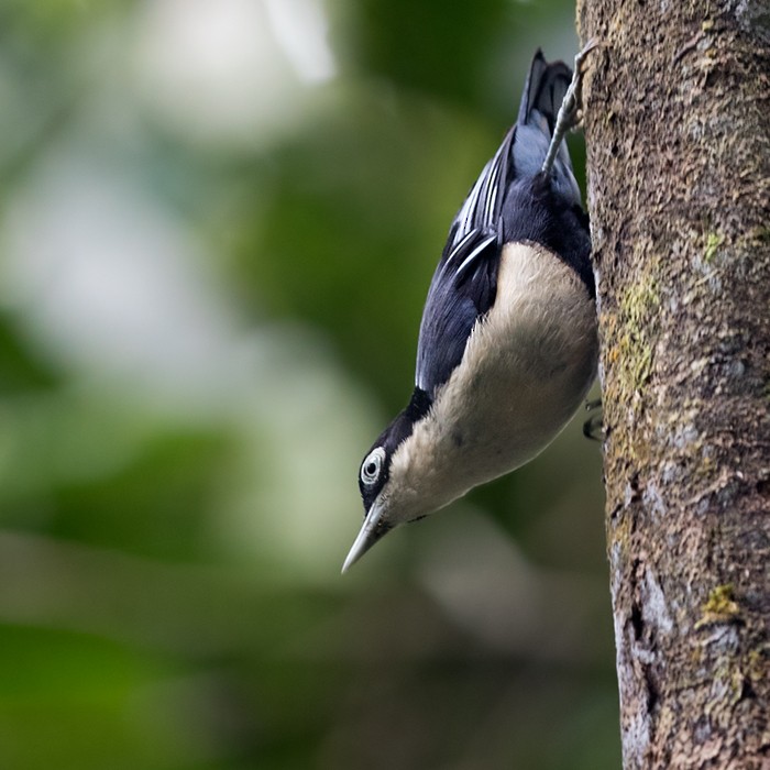 Blue Nuthatch - Lars Petersson | My World of Bird Photography