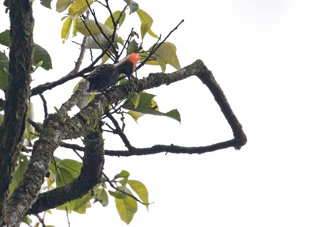 Gray-and-buff Woodpecker (Red-crested)
