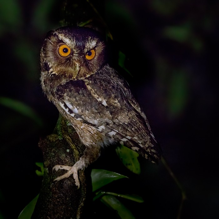 Javan Scops-Owl - Lars Petersson | My World of Bird Photography