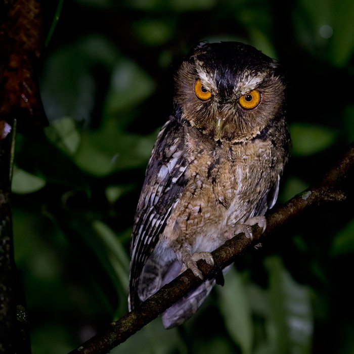 Javan Scops-Owl - Lars Petersson | My World of Bird Photography
