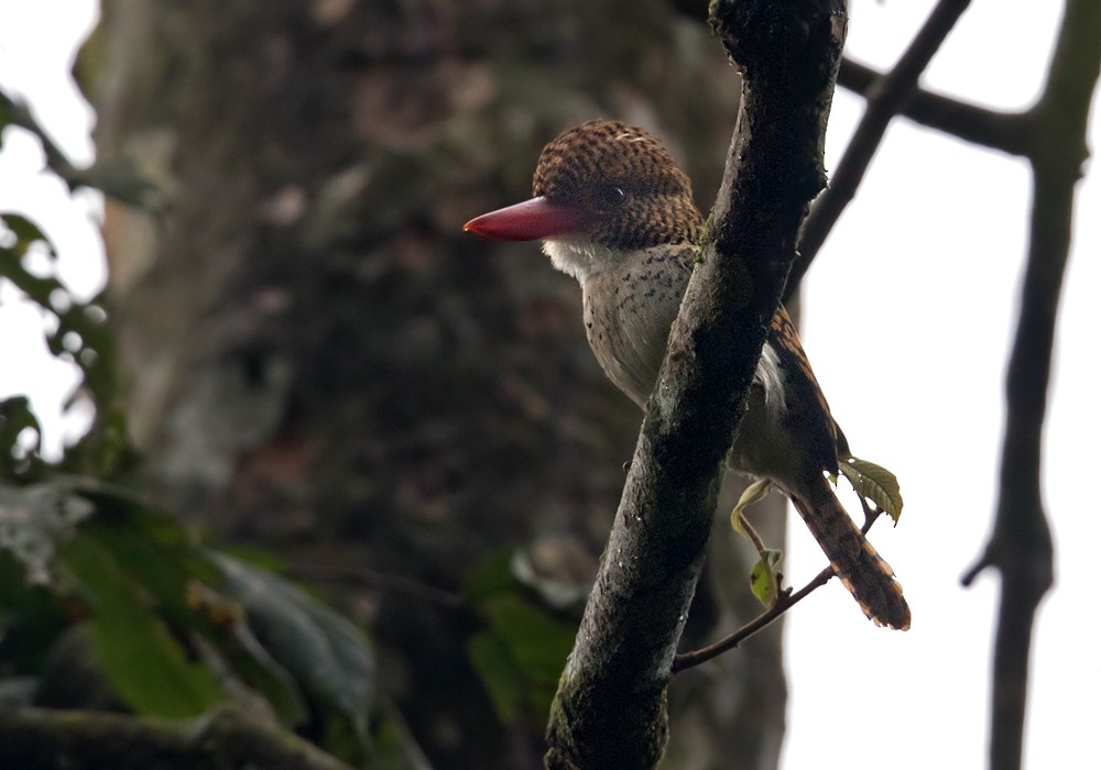 Banded Kingfisher (Banded) - ML206128341