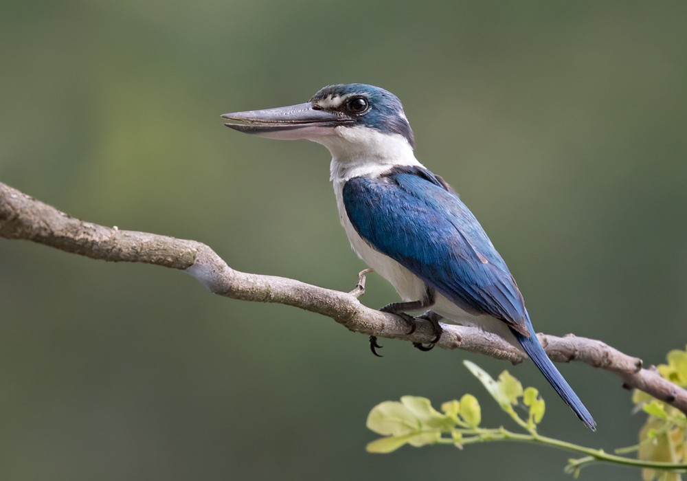 Collared Kingfisher (Oriental) - Lars Petersson | My World of Bird Photography
