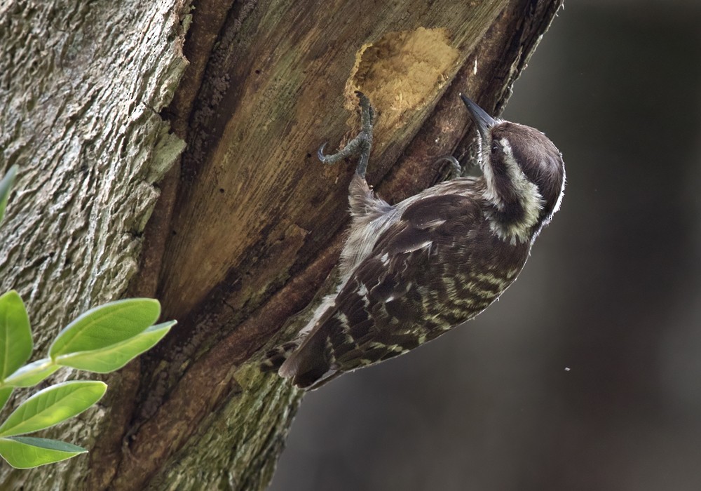 Sunda Pygmy Woodpecker - ML206128471