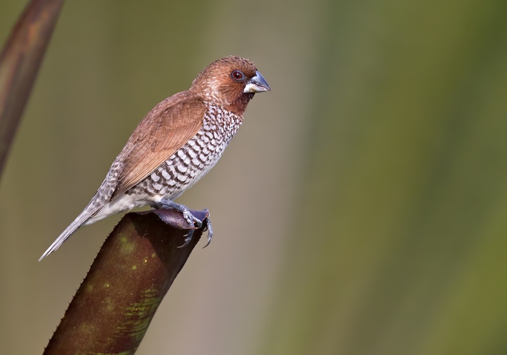 Scaly-breasted Munia (Scaled) - Lars Petersson | My World of Bird Photography
