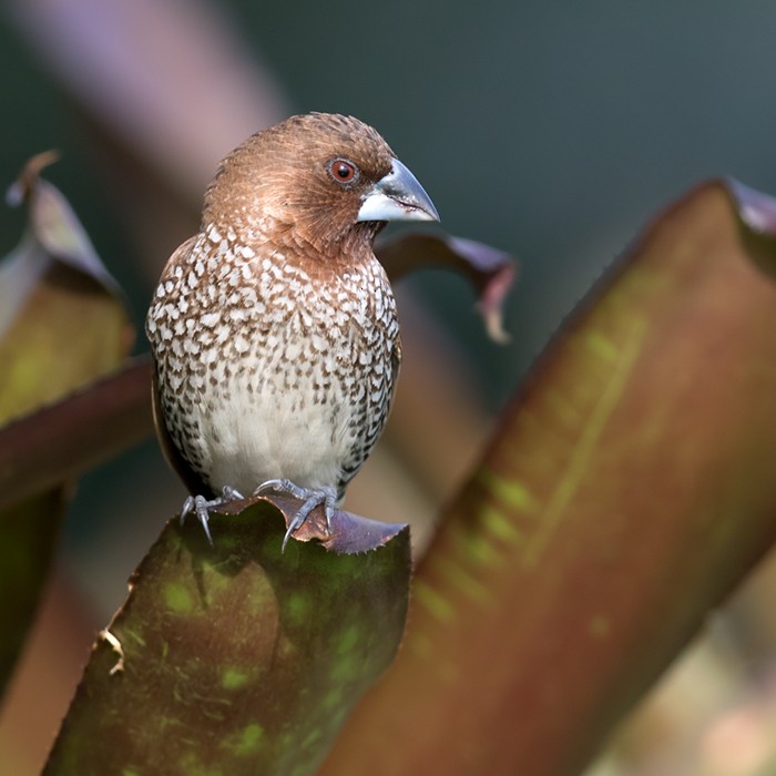 Scaly-breasted Munia (Scaled) - Lars Petersson | My World of Bird Photography