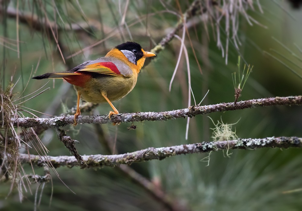 Silver-eared Mesia (Silver-eared) - Lars Petersson | My World of Bird Photography