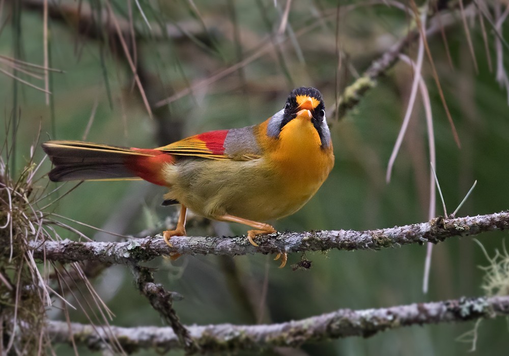 Silver-eared Mesia (Silver-eared) - Lars Petersson | My World of Bird Photography