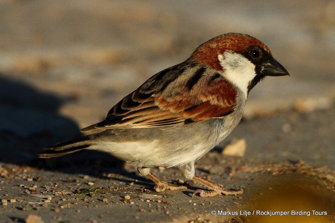 Somali Sparrow - Markus Lilje