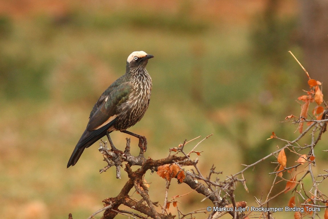 White-crowned Starling - ML206129171