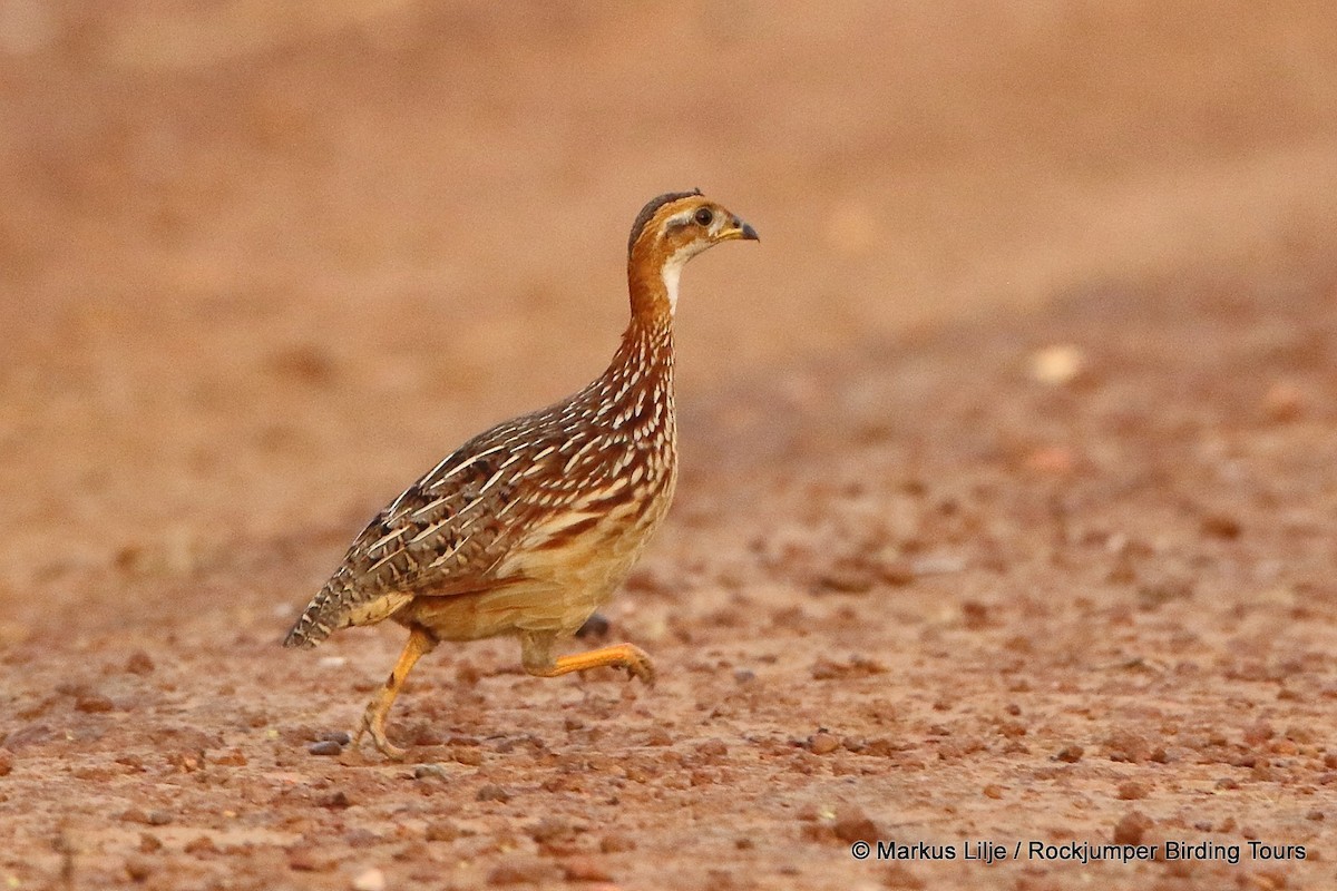 White-throated Francolin - ML206129501