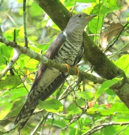 Lesser Cuckoo - Athula Edirisinghe