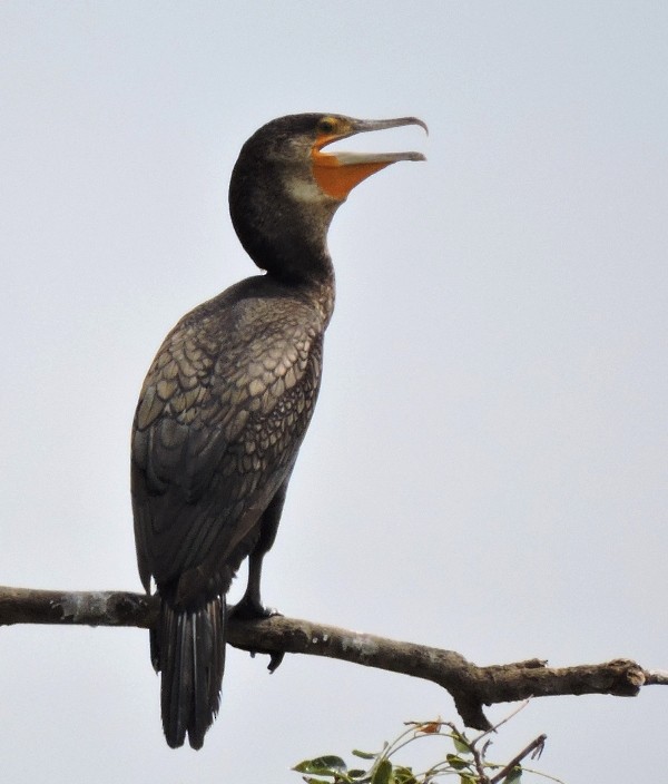 Great Cormorant (North Atlantic) - Athula Edirisinghe