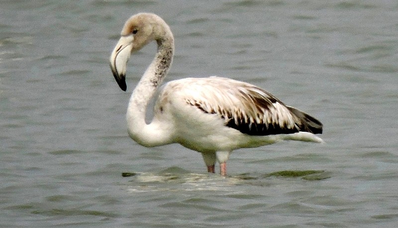Greater Flamingo - Athula Edirisinghe