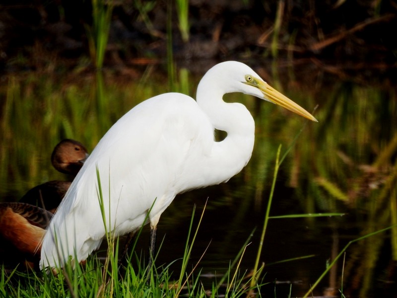Great Egret (alba) - Athula Edirisinghe