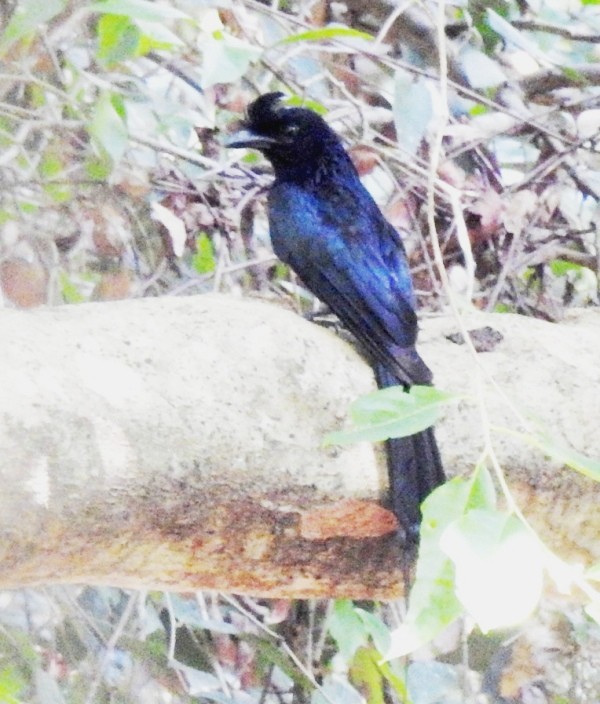 Greater Racket-tailed Drongo - ML206130101