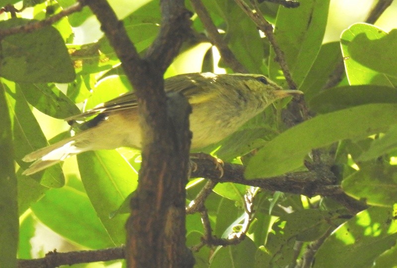 Large-billed Leaf Warbler - Athula Edirisinghe