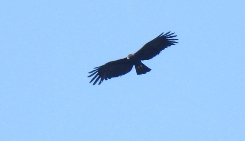 Black Eagle - Athula Edirisinghe