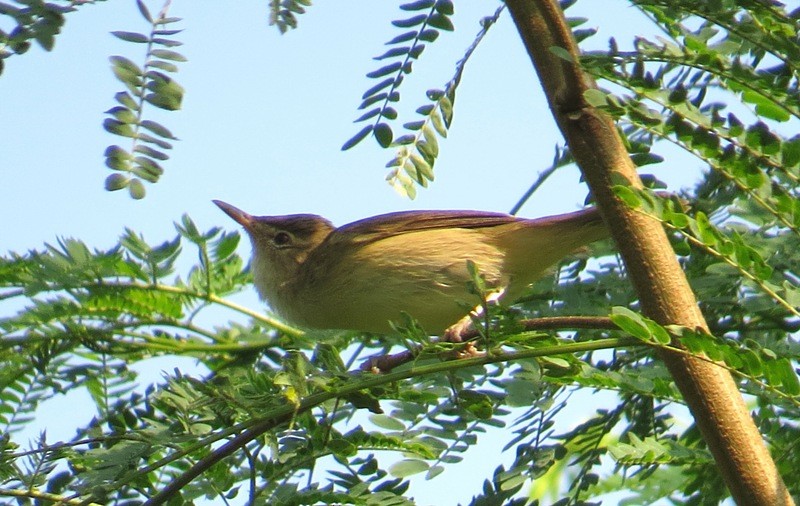 Clamorous Reed Warbler (Brown) - Athula Edirisinghe