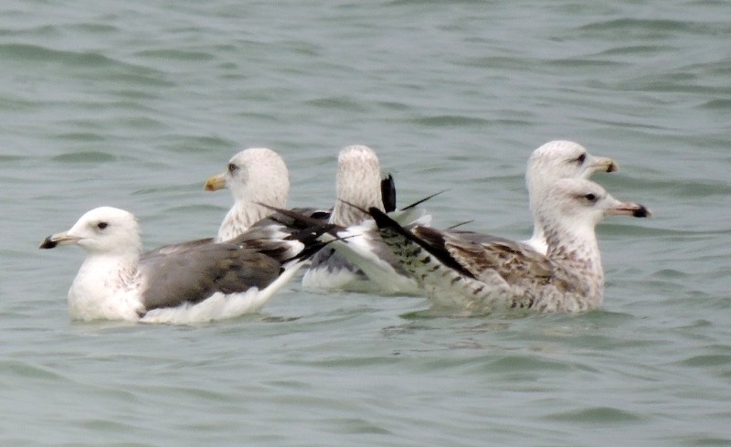 Lesser Black-backed Gull - Athula Edirisinghe