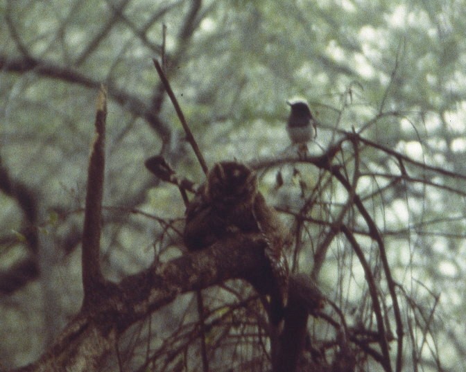 Indian Scops-Owl - ML206130271