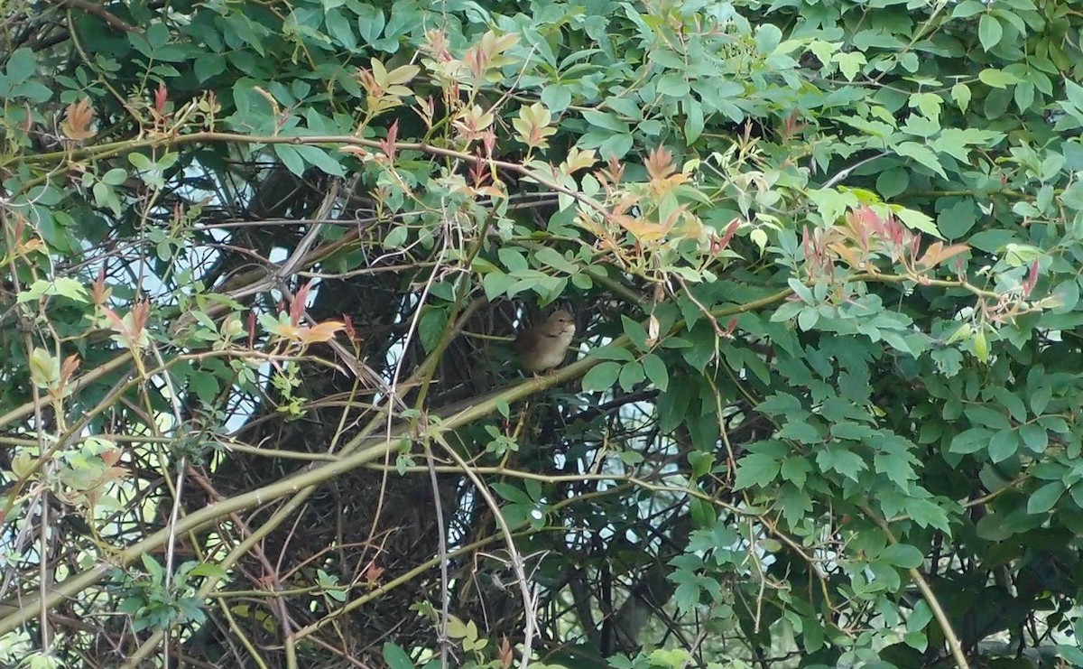 Sichuan Bush Warbler - Anonymous