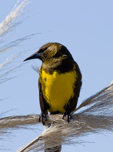 Brown-and-yellow Marshbird - Oscar Rebuffone