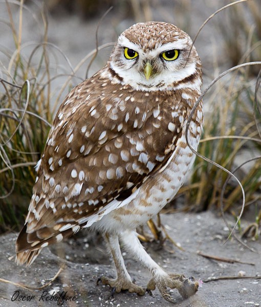 Burrowing Owl - Oscar Rebuffone