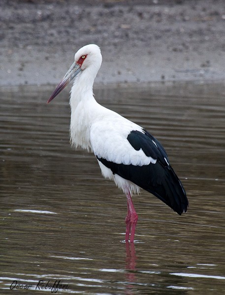 Maguari Stork - Oscar Rebuffone