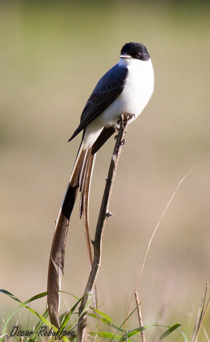 Fork-tailed Flycatcher (savana) - ML206130521