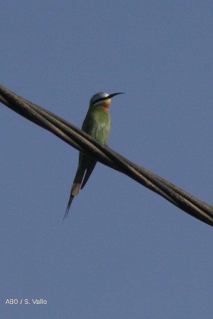 Blue-cheeked Bee-eater - Simon Valle