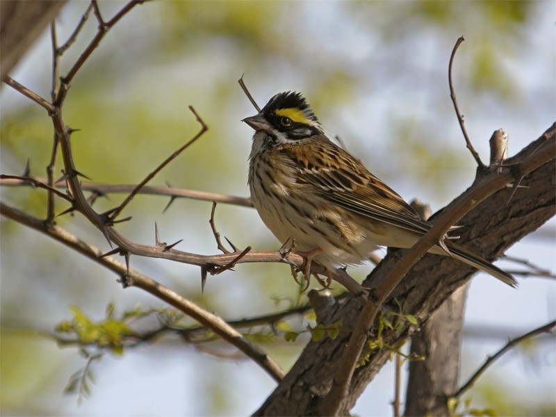 Yellow-browed Bunting - Mark Andrews