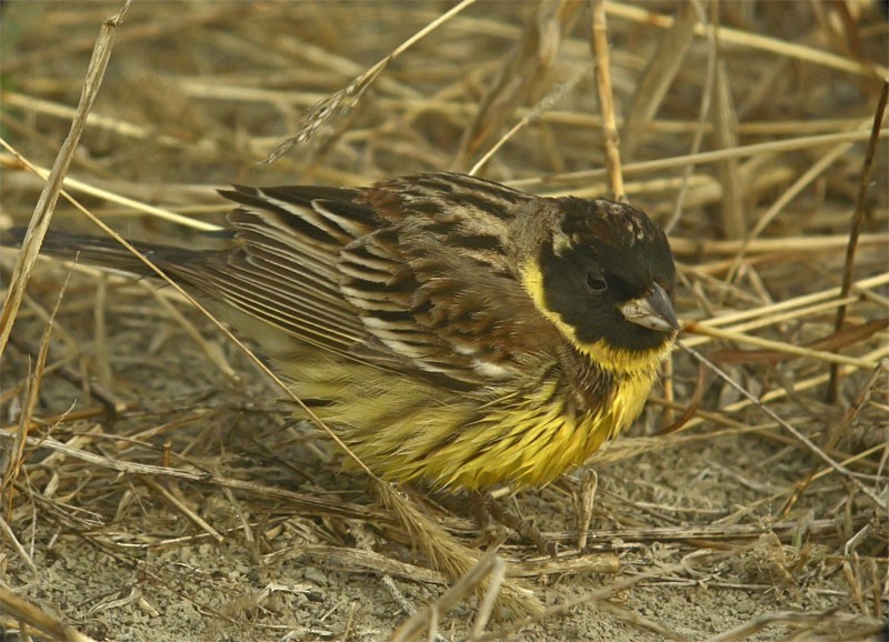 Yellow-breasted Bunting - ML206130741