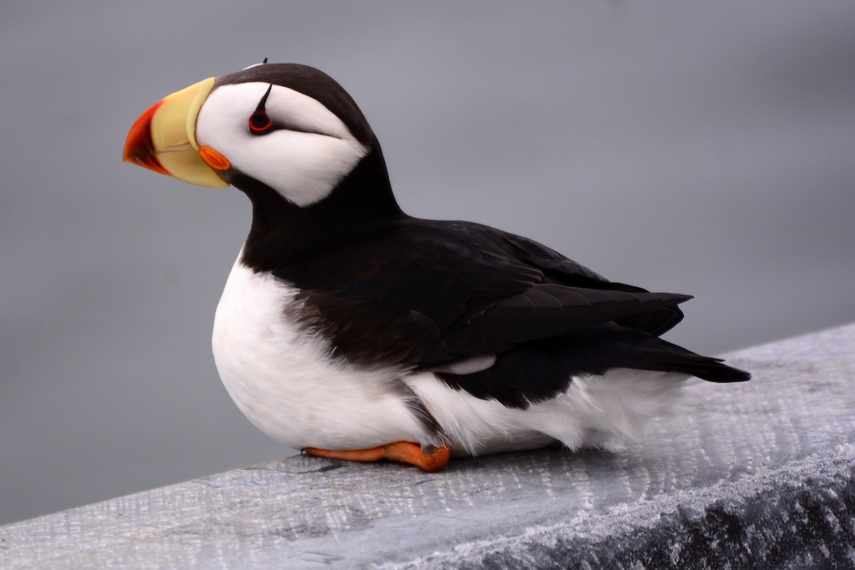 Horned Puffin - Mike Ross