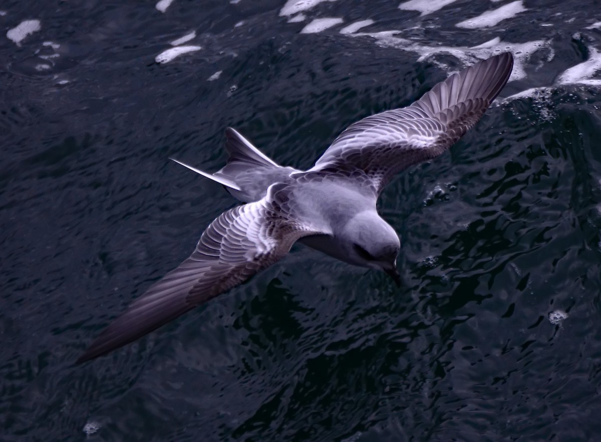 Fork-tailed Storm-Petrel - Mike Ross