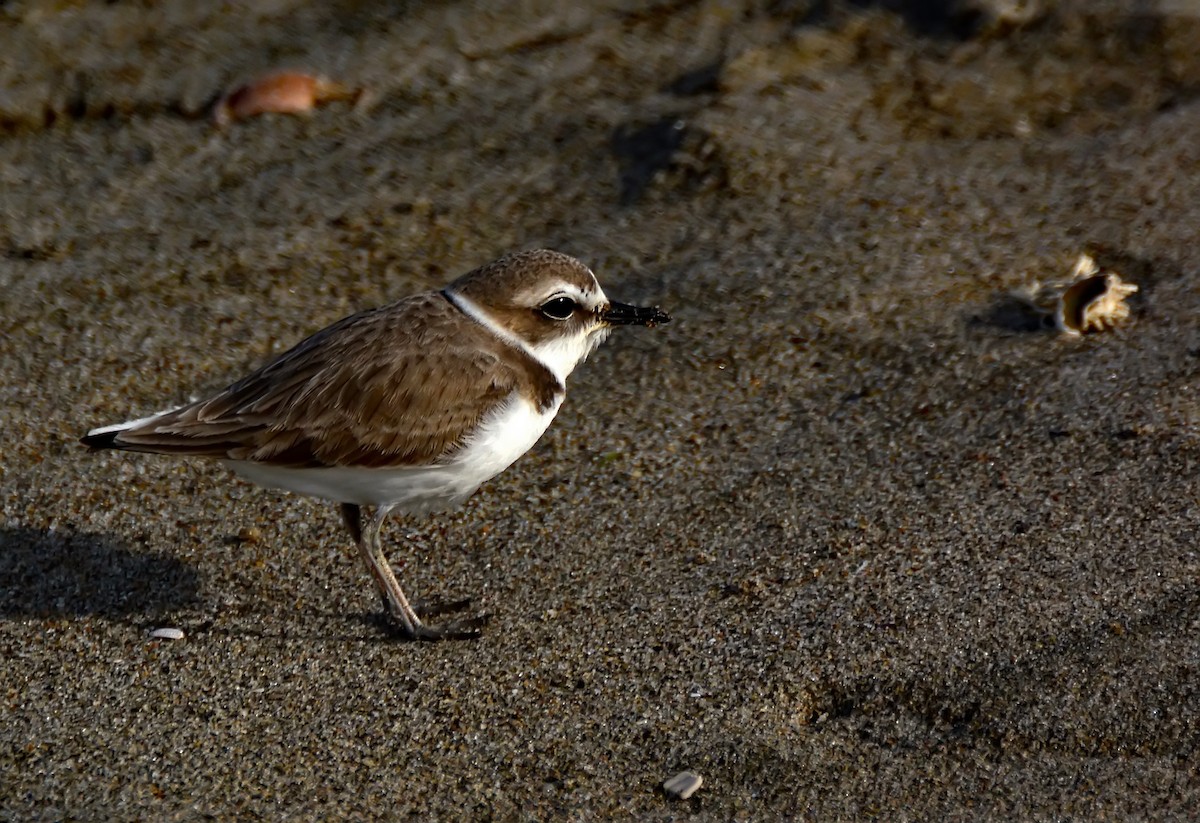Snowy Plover - Mike Ross